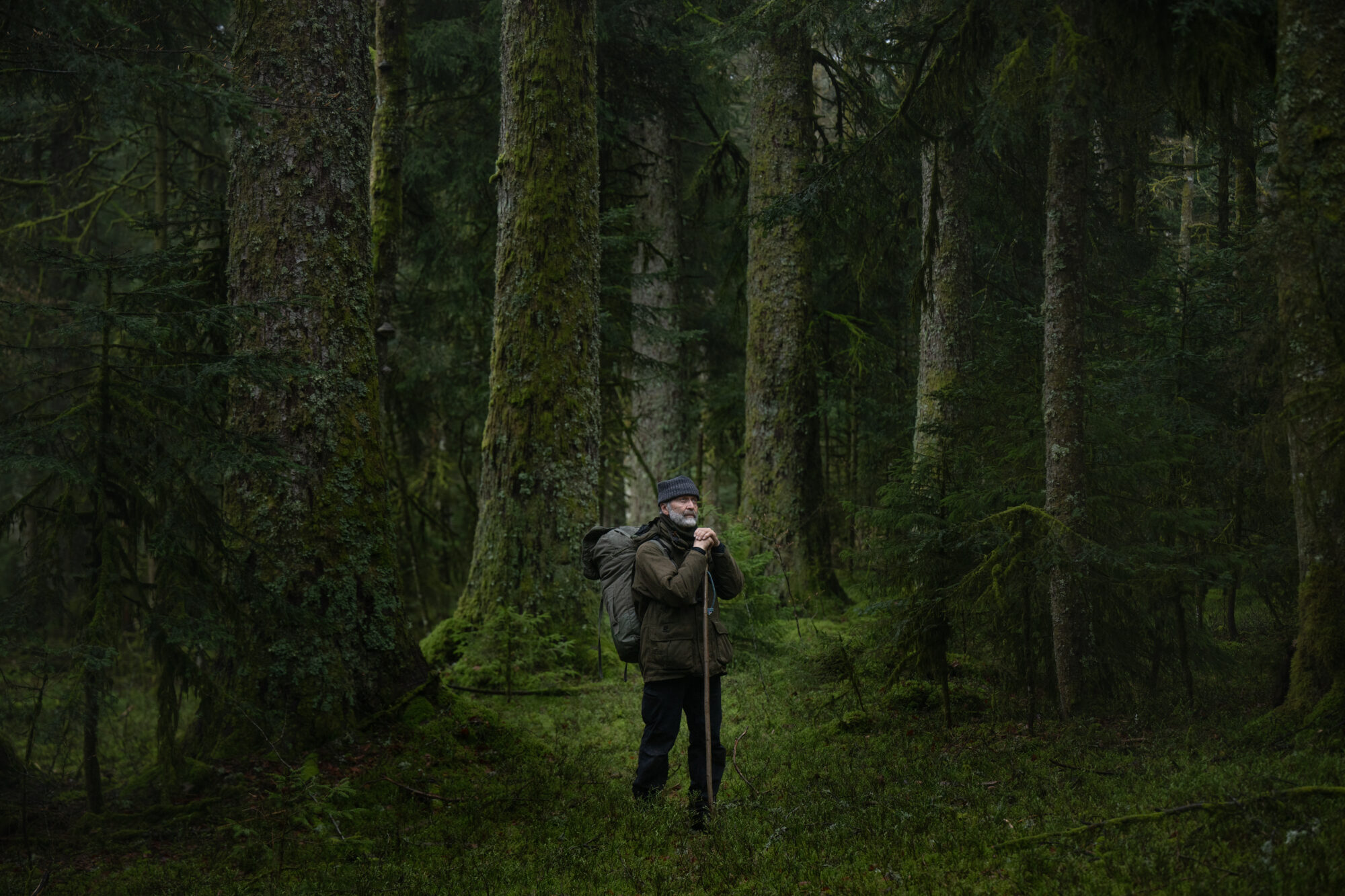 Leśny list miłosny – recenzja filmu „Pieśni lasu”
