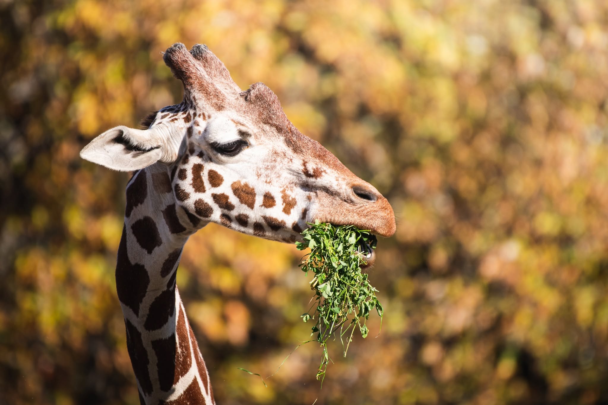 Nadchodzi nowe w ZOO Wrocław